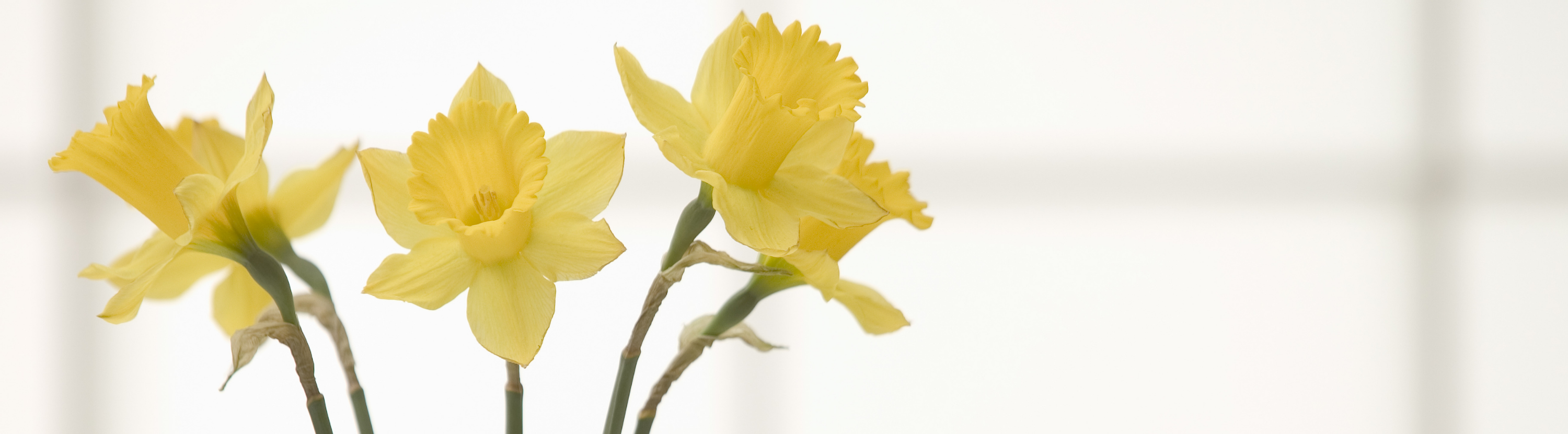 Three daffodils